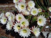 Trichocereus Pouštní Kaktus (bílá)