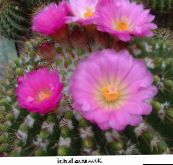 Kamerplanten Bal Cactus, Notocactus roze