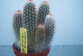 Pokojové rostliny Haageocereus pouštní kaktus bílá
