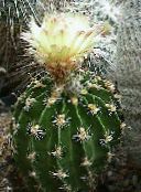 Hamatocactus  (galben)