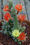 Hametsereus Pustynny Kaktus (czerwony)
