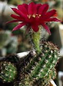 Plantas de interior Peanut Cactus cacto do deserto, Chamaecereus clarete