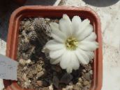 Szobanövények Földimogyoró Kaktusz, Chamaecereus fehér
