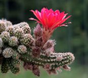 Cactus De Maní Cacto Desierto (rosa)