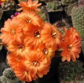 Le piante domestiche Arachidi Cactus, Chamaecereus arancione