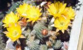 Plantas de interior Peanut Cactus cacto do deserto, Chamaecereus amarelo