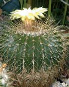 Sobne biljke Eriocactus pustinjski kaktus bijela