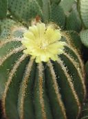 Eriocactus Kõrbes Kaktus (kollane)