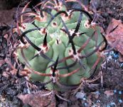 Le piante domestiche Eriosyce il cactus desertico rosa
