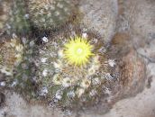 Innendørs planter Eriosyce ørken kaktus gul