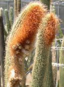 Sobne Rastline Espostoa, Perujski Starec Cactus puščavski kaktus bela