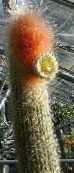 Sobne Rastline Espostoa, Perujski Starec Cactus puščavski kaktus bela