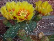 Vidinis augalai Dygliuotas Kriaušių dykuma kaktusas, Opuntia geltonas