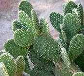 des plantes en pot Figue De Barbarie le cactus du désert, Opuntia jaune