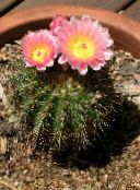 Innendørs planter Tom Thumb ørken kaktus, Parodia rosa
