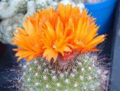 Indoor plants Tom Thumb desert cactus, Parodia orange