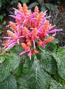 Интериорни цветове Зебра Растение, Оранжево Скариди Растителна храсти, Aphelandra розов