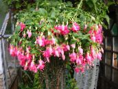 Kambarines gėles Fuksija krūmas, Fuchsia rožinis