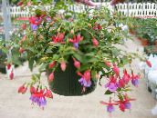 Flores de salón Fucsia arbustos, Fuchsia lila