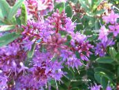 Flores de salón Hebe arbustos lila
