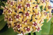 Hoya, Svadbeni Buket Madagaskar Jasmin, Vosak Cvijet, Brojanice Cvijet, Floradora, Havajski Vjenčanje Cvijet