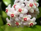 Saksı çiçekleri Hoya, Gelin Buketi, Madagaskar Yasemini, Mum Çiçeği, Çelenk Çiçek, Floradora, Hawaii Düğün Çiçeği asılı bitki beyaz