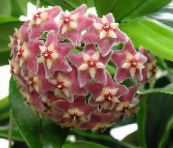 Hoya, Bridal Bouquet, Madagascar Jasmine, Wax Flower, Chaplet Flower, Floradora, Hawaiian Wedding Flower Pendurado Planta (rosa)