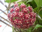 Hoya, Brudebuket, Madagaskar Jasmin, Voks Blomst, Chaplet Blomst, Floradora, Hawaiian Bryllup Blomst Hængende Plante (claret)