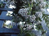 Saksı çiçekleri Hoya, Gelin Buketi, Madagaskar Yasemini, Mum Çiçeği, Çelenk Çiçek, Floradora, Hawaii Düğün Çiçeği asılı bitki beyaz