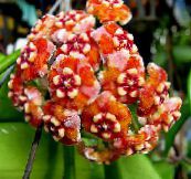 Saksı çiçekleri Hoya, Gelin Buketi, Madagaskar Yasemini, Mum Çiçeği, Çelenk Çiçek, Floradora, Hawaii Düğün Çiçeği asılı bitki turuncu