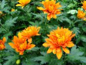 Saksı çiçekleri Çiçekçiler Anne, Pot Mum otsu bir bitkidir, Chrysanthemum turuncu