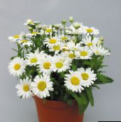 Saksı çiçekleri Çiçekçiler Anne, Pot Mum otsu bir bitkidir, Chrysanthemum beyaz