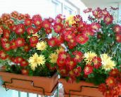 Saksı çiçekleri Çiçekçiler Anne, Pot Mum otsu bir bitkidir, Chrysanthemum koyu kırmızı
