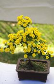 Saksı çiçekleri Çiçekçiler Anne, Pot Mum otsu bir bitkidir, Chrysanthemum sarı