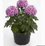 Unutarnja Cvjetovi Cvjećari Mama, Mama Lonac zeljasta biljka, Chrysanthemum jorgovana