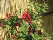 Интериорни цветове Цеструм храсти, Cestrum червен