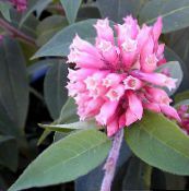Pot Flowers Cestrum shrub pink