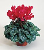 Perzsa Lila Lágyszárú Növény (piros)