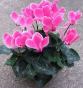 Podu Ziedi Persiešu Violets zālaugu augs, Cyclamen sārts