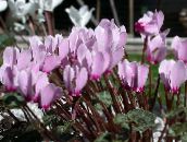 Podu Ziedi Persiešu Violets zālaugu augs, Cyclamen ceriņi