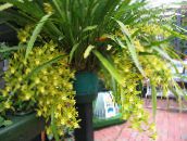 Pot Flowers Cymbidium herbaceous plant yellow