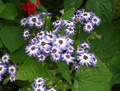 Flores de salón Cruenta Cineraria herbáceas, Cineraria cruenta, Senecio cruentus azul claro