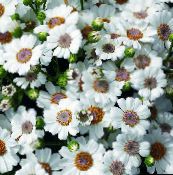 Flores de salón Cruenta Cineraria herbáceas, Cineraria cruenta, Senecio cruentus blanco