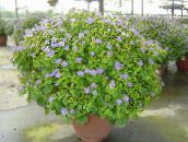 Unutarnja Cvjetovi Perzijski Violet zeljasta biljka, Exacum svijetlo plava