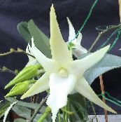 Krukblommor Komet Orkidé, Stjärna Av Bethlehem Orkidé örtväxter, Angraecum vit
