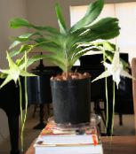 Sisäkukat Komeetta Orkidea, Betlehemin Tähti Orkidea ruohokasvi, Angraecum valkoinen