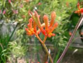 Pot Blomster Kangaroo Paw urteaktig plante, Anigozanthos flavidus orange