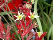 des fleurs en pot Patte De Kangourou herbeux, Anigozanthos flavidus rouge