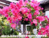 Λουλούδι Χαρτί Θάμνοι (ροζ)
