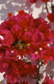 Flores de salón Flor De Papel arbustos, Bougainvillea rojo
